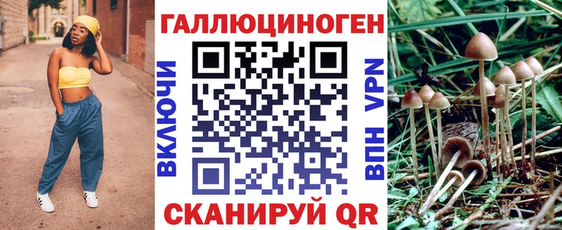 где купить наркоту  Ужур  блэк спрут как зайти  Псилоцибиновые грибы Cubensis 